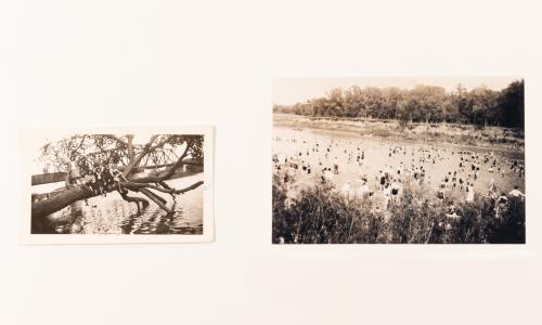 L. Swimming in the river at end of Manitoba St. Tree know to be living in the 40th and 50th years. 